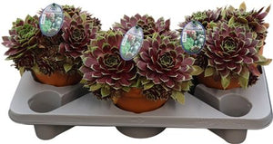 Sempervivum Coconut Crystal – Decorative Succulent