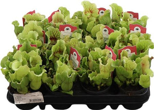 Sarracenia purpurea ‘Montana’ Mixed Carnivorous Plant