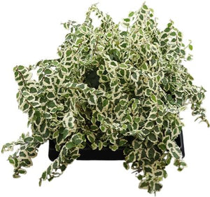 Ficus pumila ‘Bellus’ Creeping Fig – 6cm Pot