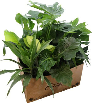 Mixed Green Houseplants – 17cm Pot, Approx. 55cm High