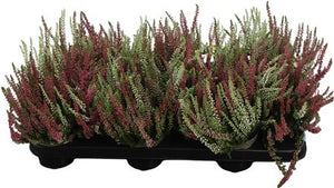 Calluna vulgaris ‘Garden Girls Fluffy’ Heather – 9cm Pot