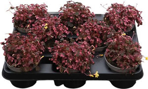 Pink Oxalis Houseplant