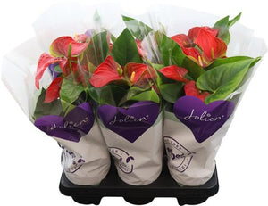 Red Anthurium ‘Bambino’ – 12cm Pot