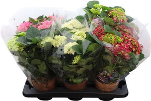 Mixed Hydrangea Macrophylla – 14cm Pot, 40cm High