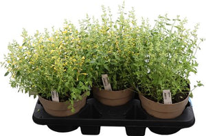 Red Mexican Hyssop (Agastache mexicana) – 19cm Pot