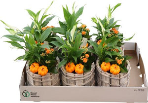 Indoor Plant Arrangement – 13cm Wooden Pot