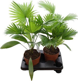 Livistona Rotundifolia Fan Palm – 17cm Pot