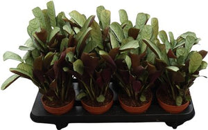 Ctenanthe Amagris Prayer Plant – 12cm Pot