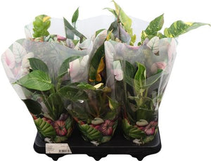 Philodendron Green Houseplant – 12cm Pot