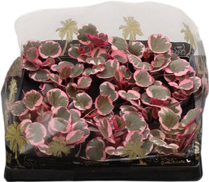 Strawberry Begonia (Saxifraga stolonifera) – 6cm Pot