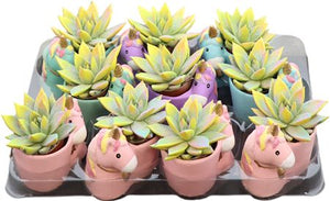 Painted Echeveria Mixed Colours – 6cm Pot