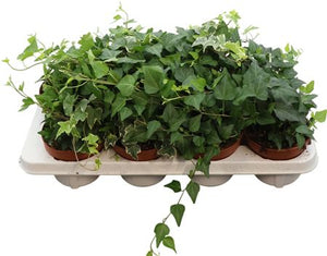 Mixed Ivy (Hedera helix) – 13cm Pot