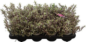 Hebe Magicolors Mixed Garden Plant – 12cm Pot