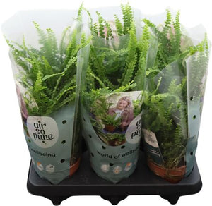 Duffii Lemon Button Fern (Nephrolepis cordifolia) – 12cm Pot