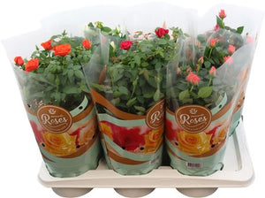 Mixed Rose Houseplant (Rosa) – 17cm Pot
