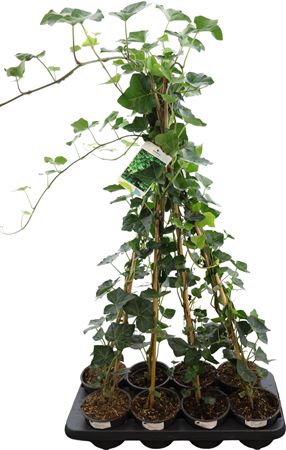 English Ivy (Hedera helix) – 13cm Pot, 100cm Tall