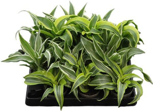 Dracaena Mix – 6cm Pot, Approx. 15cm High