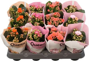 Double-Flowered Kalanchoe – 6cm Pot