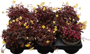 Pink Oxalis Houseplant