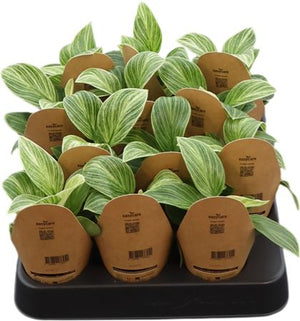 Philodendron ‘Peridot White’ – 6cm Pot