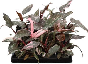 Pink Princess Philodendron – 6cm Pot