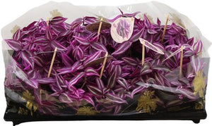 Tradescantia Pink Paradise – 12cm Pot