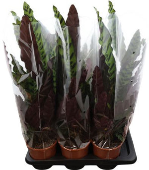 Calathea Insigne ‘Rattlesnake Plant’ – 17cm Pot