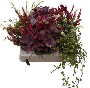 Tiny Stars Autumn Mix – 6cm Pot