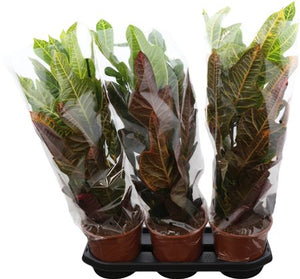 Large-Leaved Croton (Codiaeum variegatum) – 19cm Pot