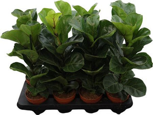 Fiddle Leaf Fig ‘Bambino’ (Ficus lyrata) – 12cm Pot