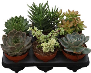 Mixed Succulent Plant Collection – 12cm Pot