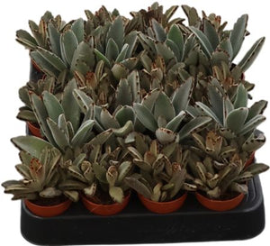 Panda Plant (Kalanchoe tomentosa) – 5.5cm Pot