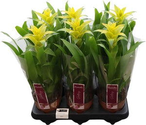 Guzmania ‘Desire’ Flowering Houseplant – 12cm Pot