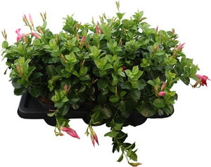 Mandevilla Bush Plant – 14cm Pot, Approx. 30cm High