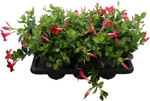Mandevilla Bush Plant – 14cm Pot, Approx. 30cm High