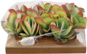 Kalanchoe thyrsiflora – 10.5cm Pot