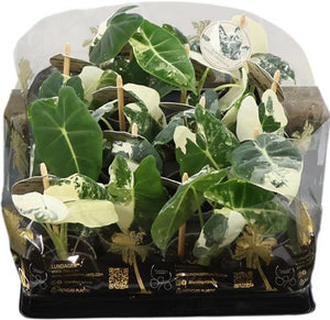 Alocasia Frydek Variegata – 6cm Pot