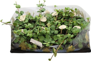 Peperomia ‘Pecunii’ – 12cm Pot, 25cm High