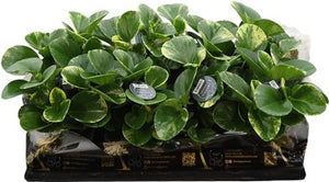 Green and Gold Baby Rubber Plant (Peperomia obtusifolia) – 12cm Pot