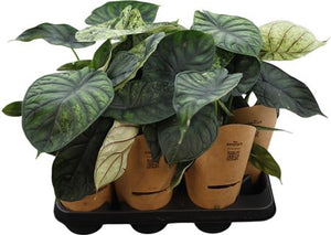 Alocasia Nebula ‘Dragon Mint’ – 11cm Pot