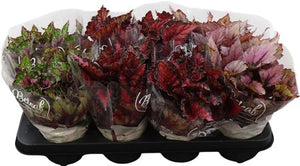 Begonia Beleaf Mix – 12cm Pot
