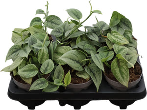Scindapsus pictus ‘Green Anaconda’ Houseplant