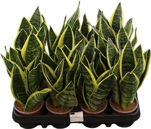 Sansevieria Futura Superba – 9cm Pot