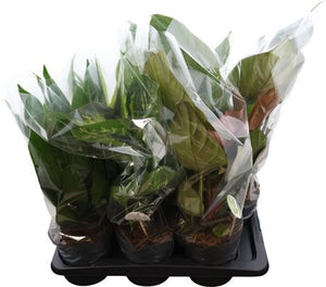 Mixed Green Houseplant Collection – 17cm Pot