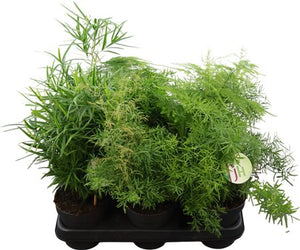 Asparagus Mixed Green Houseplant – 12cm Pot