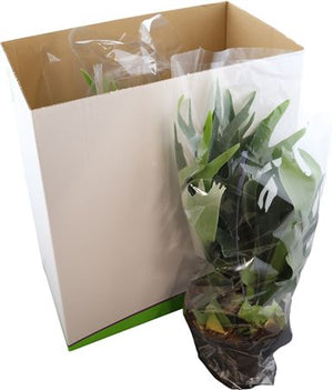 Staghorn Fern (Platycerium bifurcatum) – 21cm Pot
