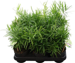 Asparagus Falcatus Fern – 12cm Pot