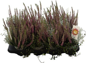 Autumn Glow Silver Purple Perennial – 13cm Pot