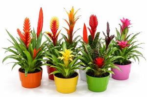 Exotic Bromeliad Arrangement – 16cm Ceramic Pot