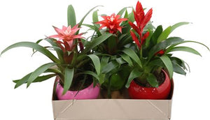 Bromeliad Coupe Lisa Arrangement – 15cm Ceramic Pot